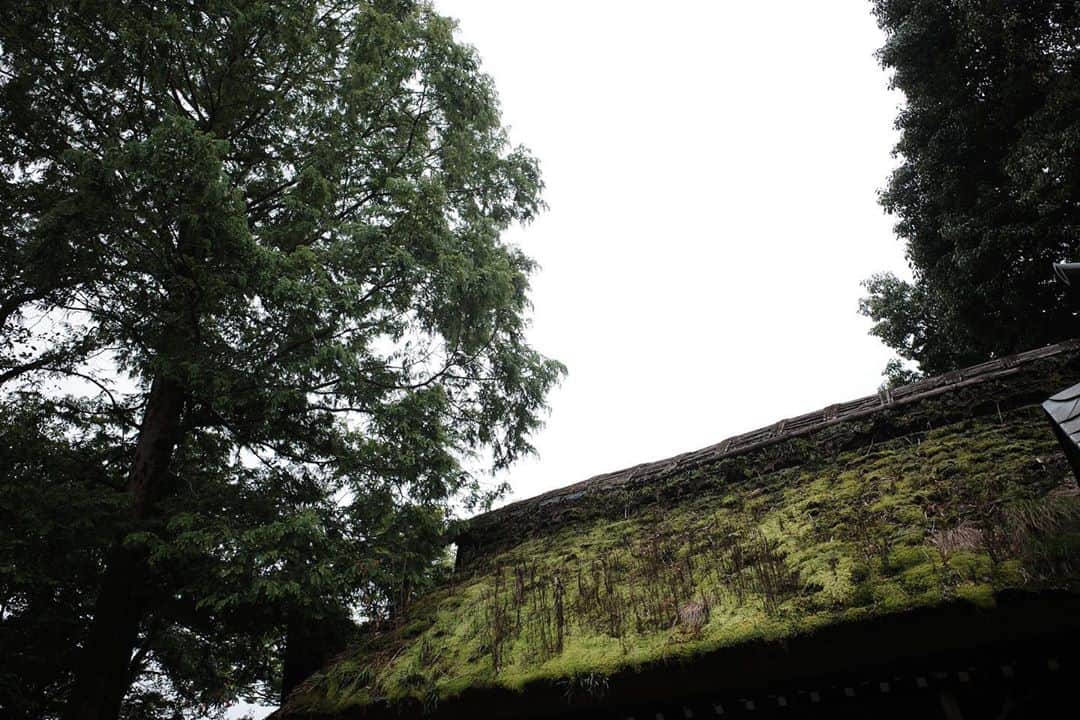 佐藤東弥のインスタグラム：「山門の苔も元気でした」