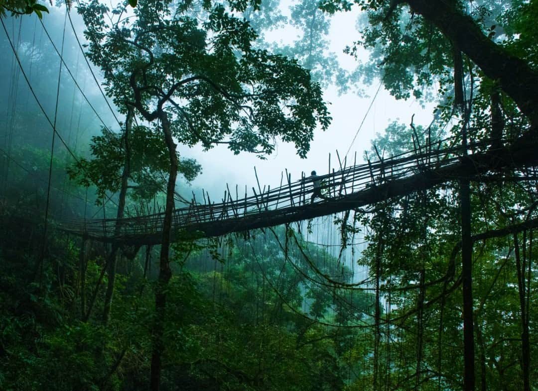 のインスタグラム：「Photo by Prasenjeet Yadav @prasen.yadav  As I walked across these living "root bridges" in India's Meghalaya State, I realized I couldn't find a comparable experience. They definitely did not feel like crossing a concrete bridge or even like climbing a tree. Instead, it felt like a fairy tale come to life. And, in a way, that's what it is.  In a place where concrete bridges do not survive even a few decades because of constant rains, landslides, earthquakes, and floods, these bridges grow stronger, more robust, and resilient with age. They do not require revenue to build, only time. Also, these root bridges don't just support and connect humans who cross over them. Studies show that a single F. elastica tree potentially supports a few hundred living species—insects, birds, sometimes mammals, and vegetation like moss. These tree bridges are not just individuals but ecosystems, constantly interacting with their living and nonliving surroundings.  Follow me @prasen.yadav for more photos from biodiverse India.」