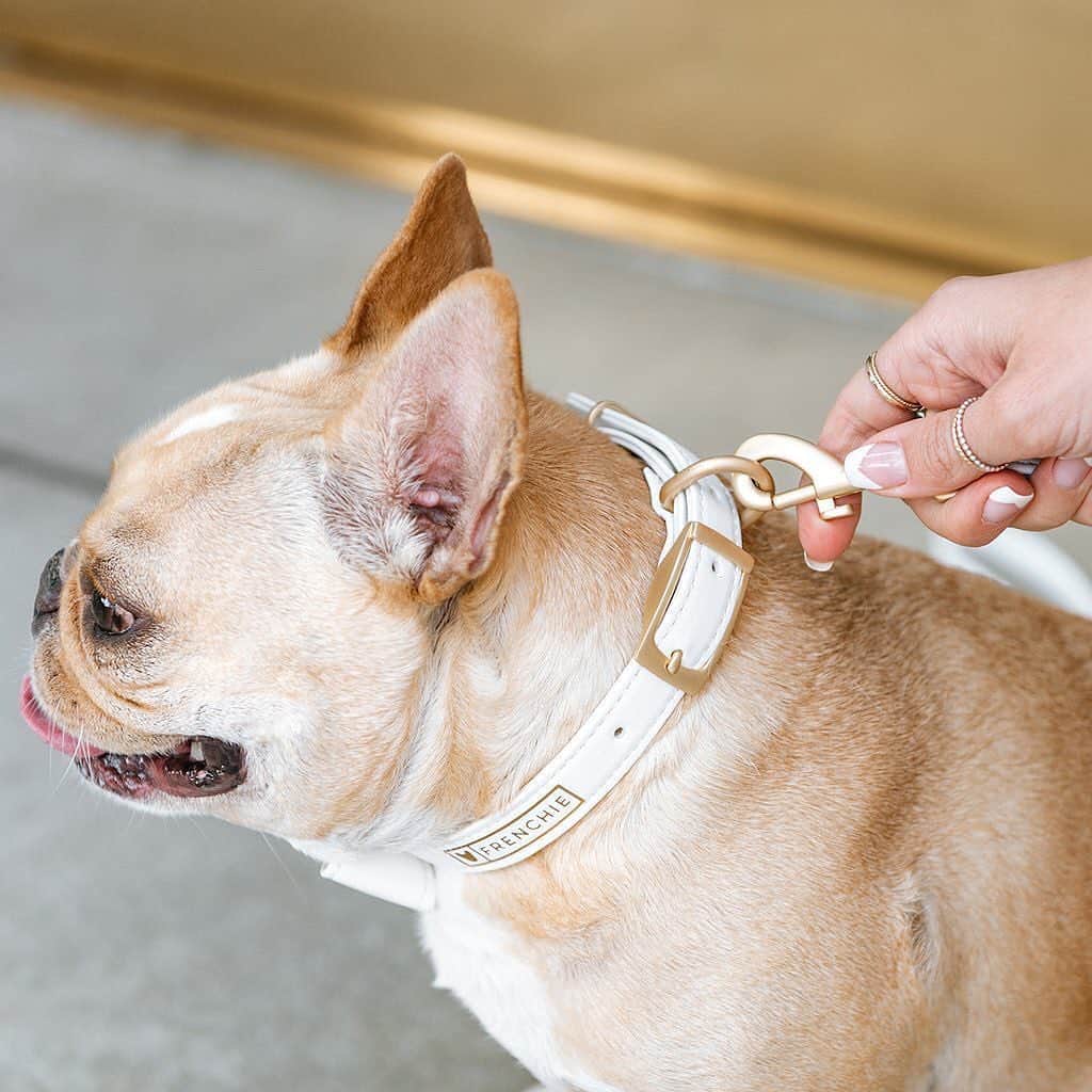 Regeneratti&Oliveira Kennelさんのインスタグラム写真 - (Regeneratti&Oliveira KennelInstagram)「Ohh is that NEW? It sure is 😎✨  @frenchie_bulldog Vegan Collection just launched and this little number wont last long! Meet the White Luxe🤍 Comes with collar, leash AND bow tie! @frenchieleo . . SHOP the NEW Vegan Collection only at www.frenchie.com 🎁 Get 10% off  with code jmarcoz10 🐾  ✨ . . #frenchiepetsupply   . . . . . #frenchie #frenchies  #französischebulldogge #frenchbulldog #frenchbulldogs  #dog #dogsofinstagram #frenchies1 #bully #bulldog #bulldogfrances #フレンチブルドッグ #フレンチブルドッグ #フレブル #ワンコ #frenchiesgram #frenchbulldogsofinstagram #ilovemyfrenchie #batpig #buhi #squishyfacecrewbulldog」9月14日 0時19分 - jmarcoz