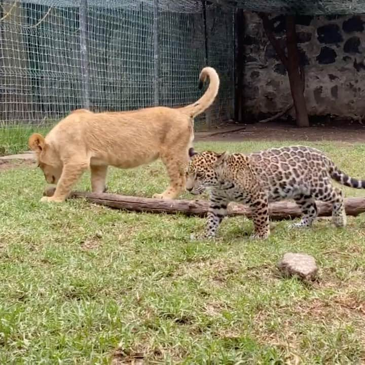 Black Jaguar-White Tiger のインスタグラム