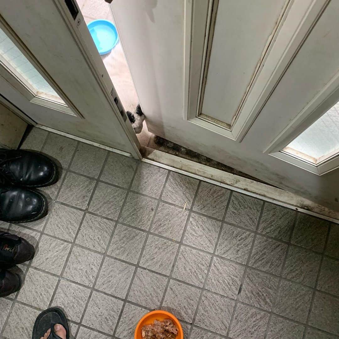 Kachimo Yoshimatsuさんのインスタグラム写真 - (Kachimo YoshimatsuInstagram)「一年前のナナクロ Nanakuro a year ago  Photo:2019.09.13 もうこの頃は玄関外でドアが開くのを待っていて、ドアを開けると頭をねじ込んで来て三和土に入り込み朝ごはんを食べ、チュールをねだる。 帰りを途中までつけてみた。 #うちの猫ら #ナナクロ #ナナクロ大好き #kachimo #一年前のナナクロ #猫 #ねこ #cat #ネコ #catstagram #ネコ部 http://kachimo.exblog.jp」9月14日 0時22分 - kachimo