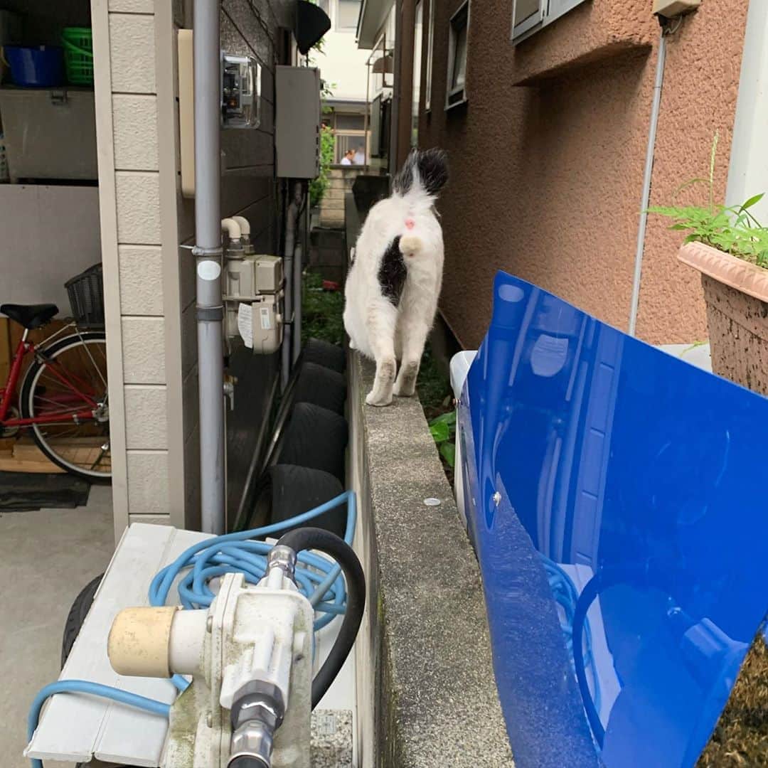 Kachimo Yoshimatsuさんのインスタグラム写真 - (Kachimo YoshimatsuInstagram)「一年前のナナクロ Nanakuro a year ago  Photo:2019.09.13 もうこの頃は玄関外でドアが開くのを待っていて、ドアを開けると頭をねじ込んで来て三和土に入り込み朝ごはんを食べ、チュールをねだる。 帰りを途中までつけてみた。 #うちの猫ら #ナナクロ #ナナクロ大好き #kachimo #一年前のナナクロ #猫 #ねこ #cat #ネコ #catstagram #ネコ部 http://kachimo.exblog.jp」9月14日 0時22分 - kachimo