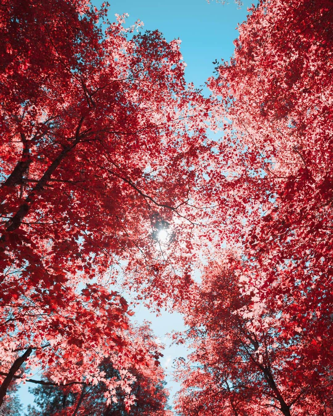 Adam Senatoriさんのインスタグラム写真 - (Adam SenatoriInstagram)「A few from #doorcounty , #wisconsin / Leica + Aero」9月14日 0時29分 - adamsenatori