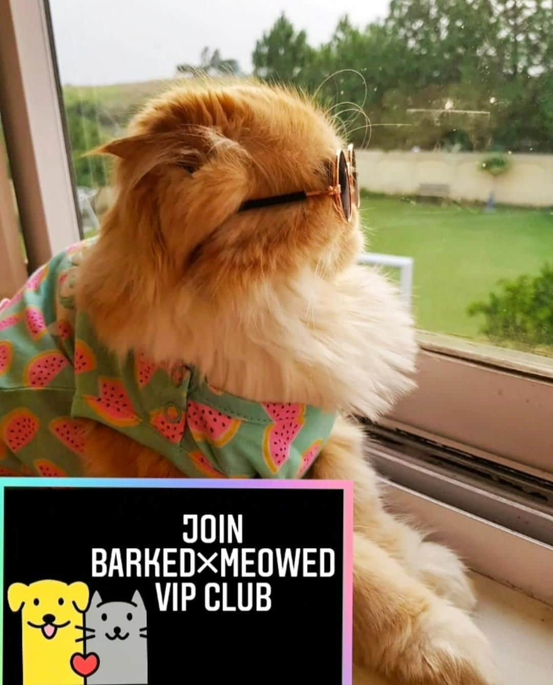 Aww Clubさんのインスタグラム写真 - (Aww ClubInstagram)「Join the “Barked X Meowed VIP Club” for monthly rewards! 🐾 Refer your friends to join for a chance to win an extra $100 Amazon Gift Card!⠀⠀⠀⠀⠀ ⠀⠀⠀⠀⠀ 🎁 Tap the link in bio and join the “Barked X Meowed VIP Club” now!⠀⠀⠀⠀⠀ ⠀⠀⠀⠀⠀ 📷@bugsiethecat⠀ ⠀⠀⠀⠀⠀ #meowed #barkedmeowedvip #bugsiethecat #Rewards #Gift #members #VIP」9月14日 2時00分 - meowed