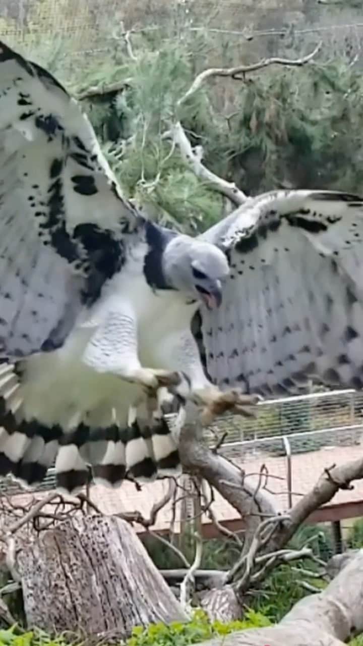 のインスタグラム：「Don't want to harp on this, but when you slow down you see more clearly. #HarpyEagle #SailAway #SanDiegoZoo #BirdsOfPrey」