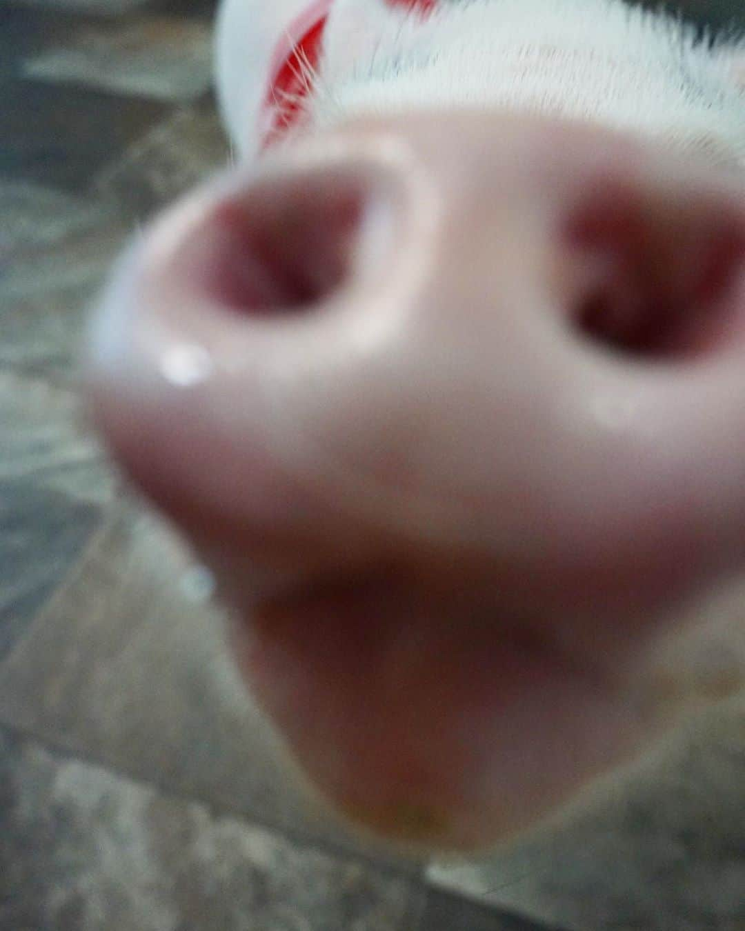 Hamletさんのインスタグラム写真 - (HamletInstagram)「Happy #SnoutSunday 🐽🐽🐽」9月14日 4時03分 - hamlet_the_piggy