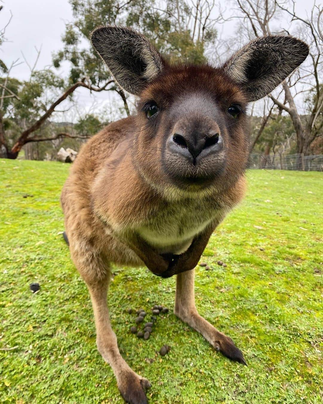 Australiaさんのインスタグラム写真 - (AustraliaInstagram)「“Is that the latest iPhone? I heard the camera quality is roo-ly good!” 😂 As a wildlife keeper at @clelandwildlifepark, @koala_keeper_ness is certainly no stranger to inquisitive #kangaroos like this friendly critter here! Located in the @visitadelaidehills region of @southaustralia, this immersive wildlife park is known for its #conservation initiatives and vast open spaces, allowing visitors to connect with animals in their natural environment. Located just a 20-minute drive from #Adelaide, it’s a must-visit during your next trip to #SouthAustralia! #seeaustralia #seesouthaustralia #visitadelaidehills」9月14日 5時00分 - australia