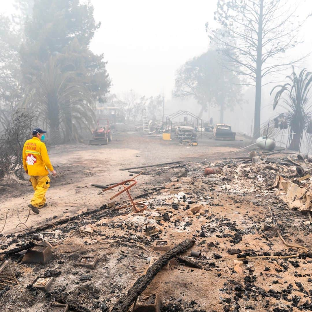 ミンカ・ケリーさんのインスタグラム写真 - (ミンカ・ケリーInstagram)「Over 200K acres have been destroyed, many have lost everything, but there are stories of hope and resilience.  My friends @ifawglobal deployed (at the invitation of North Valley Animal Disaster Group) to the North Complex Fires.  Just yesterday the team found Pippa – she was separated from her family and alone. They rescued and cared for her and she’s being reunited with her humans.  Thank you @ifawglobal for being on the ground and making stories like this possible.  Link in bio or swipe up in my story to make a donation to help search and rescue teams find animals affected by the fire, make sure they have safe shelter and help organize the rescue efforts of animals in California and around the world. 💔」9月14日 4時58分 - minkakelly