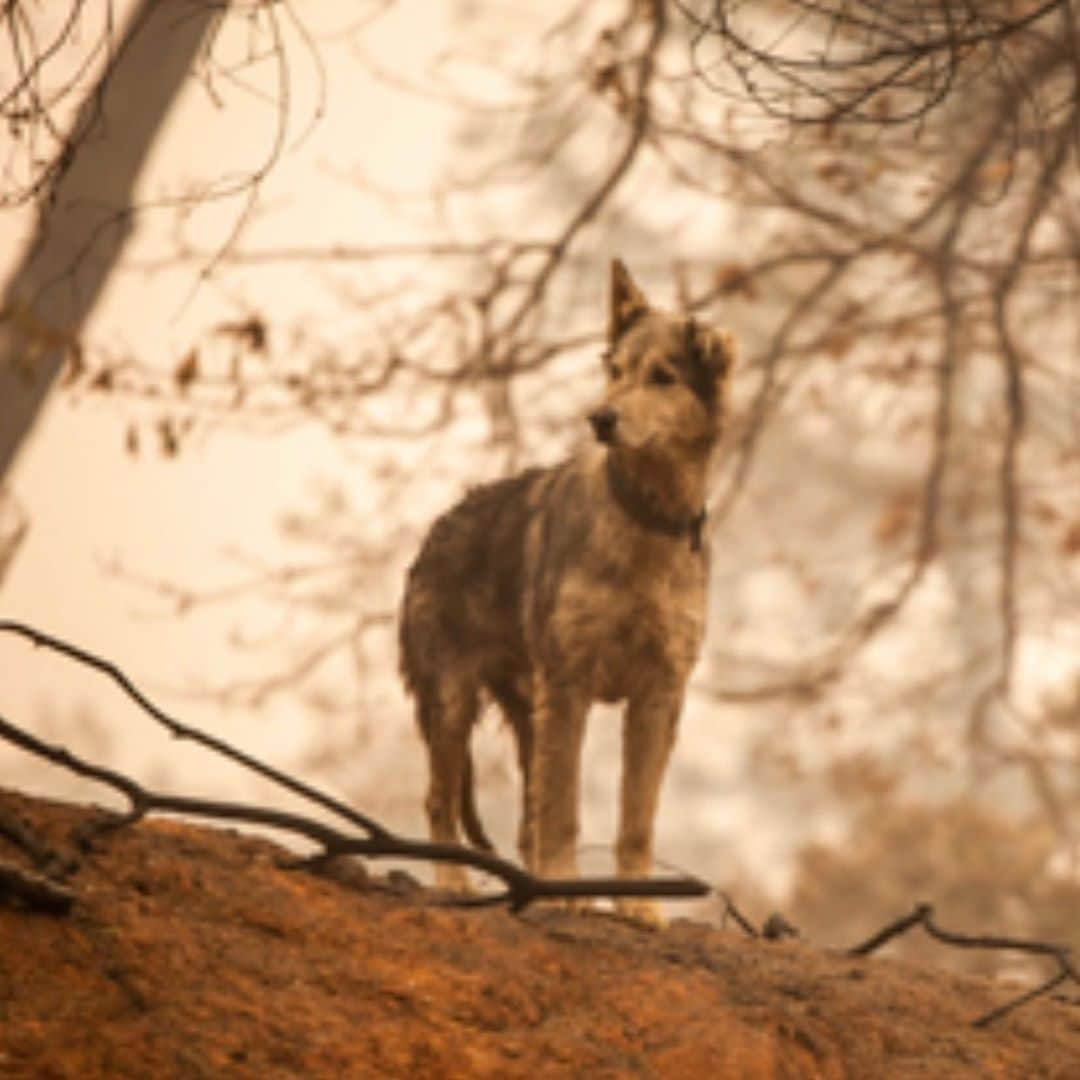 ミンカ・ケリーさんのインスタグラム写真 - (ミンカ・ケリーInstagram)「Over 200K acres have been destroyed, many have lost everything, but there are stories of hope and resilience.  My friends @ifawglobal deployed (at the invitation of North Valley Animal Disaster Group) to the North Complex Fires.  Just yesterday the team found Pippa – she was separated from her family and alone. They rescued and cared for her and she’s being reunited with her humans.  Thank you @ifawglobal for being on the ground and making stories like this possible.  Link in bio or swipe up in my story to make a donation to help search and rescue teams find animals affected by the fire, make sure they have safe shelter and help organize the rescue efforts of animals in California and around the world. 💔」9月14日 4時58分 - minkakelly