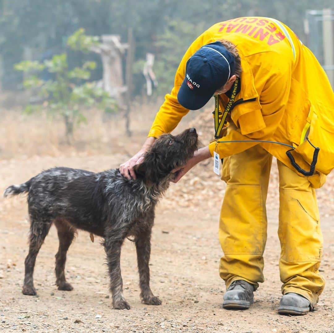 ミンカ・ケリーさんのインスタグラム写真 - (ミンカ・ケリーInstagram)「Over 200K acres have been destroyed, many have lost everything, but there are stories of hope and resilience.  My friends @ifawglobal deployed (at the invitation of North Valley Animal Disaster Group) to the North Complex Fires.  Just yesterday the team found Pippa – she was separated from her family and alone. They rescued and cared for her and she’s being reunited with her humans.  Thank you @ifawglobal for being on the ground and making stories like this possible.  Link in bio or swipe up in my story to make a donation to help search and rescue teams find animals affected by the fire, make sure they have safe shelter and help organize the rescue efforts of animals in California and around the world. 💔」9月14日 4時58分 - minkakelly