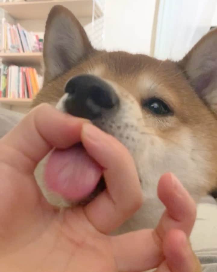 ?Fricko the Shiba Inu?のインスタグラム：「I’m pretty creative compare to Keaton 😏👍🏼  🐾 🐾 #FrickoandKeaton #🐶 #☀️ #shiba #shibainu #dog #柴犬 #赤柴 #黒柴  #adorable #shibalove #shibaholics  #dogoftheday  #weeklyfluff #aww #dogstagram  #dogscorner #puppiesofinstagram #shibapuppy #shibastagram」