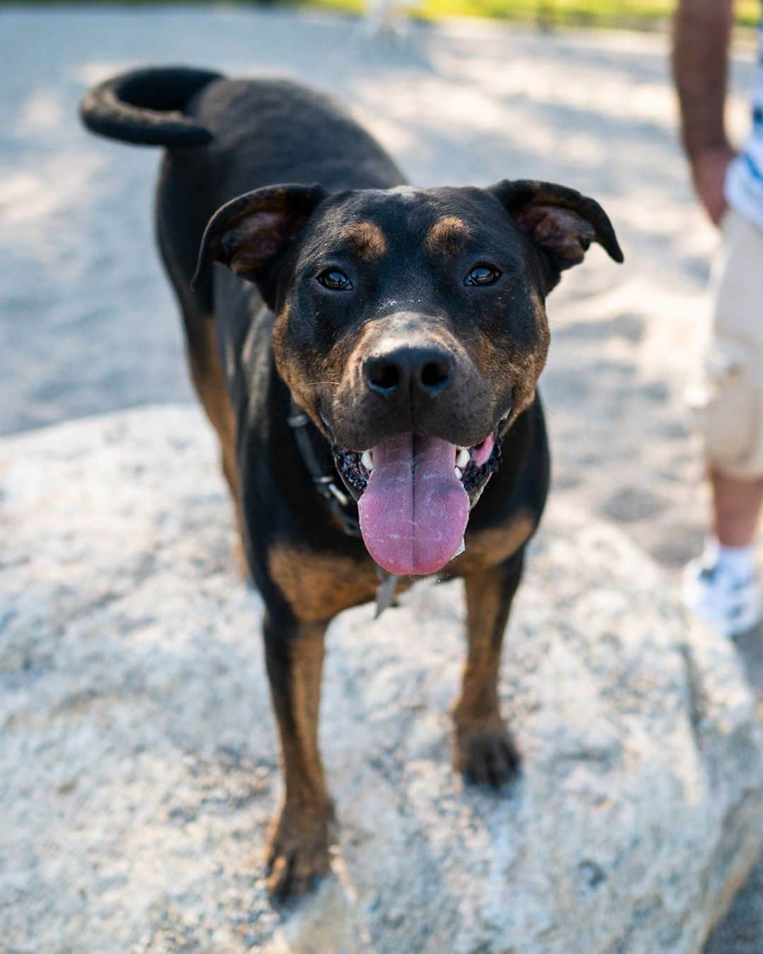 The Dogistさんのインスタグラム写真 - (The DogistInstagram)「Barkley, Rottweiler mix, Barnstable Dog Park, Hyannis, MA • “My neighbors got him for me when my dog died.”」9月14日 5時47分 - thedogist