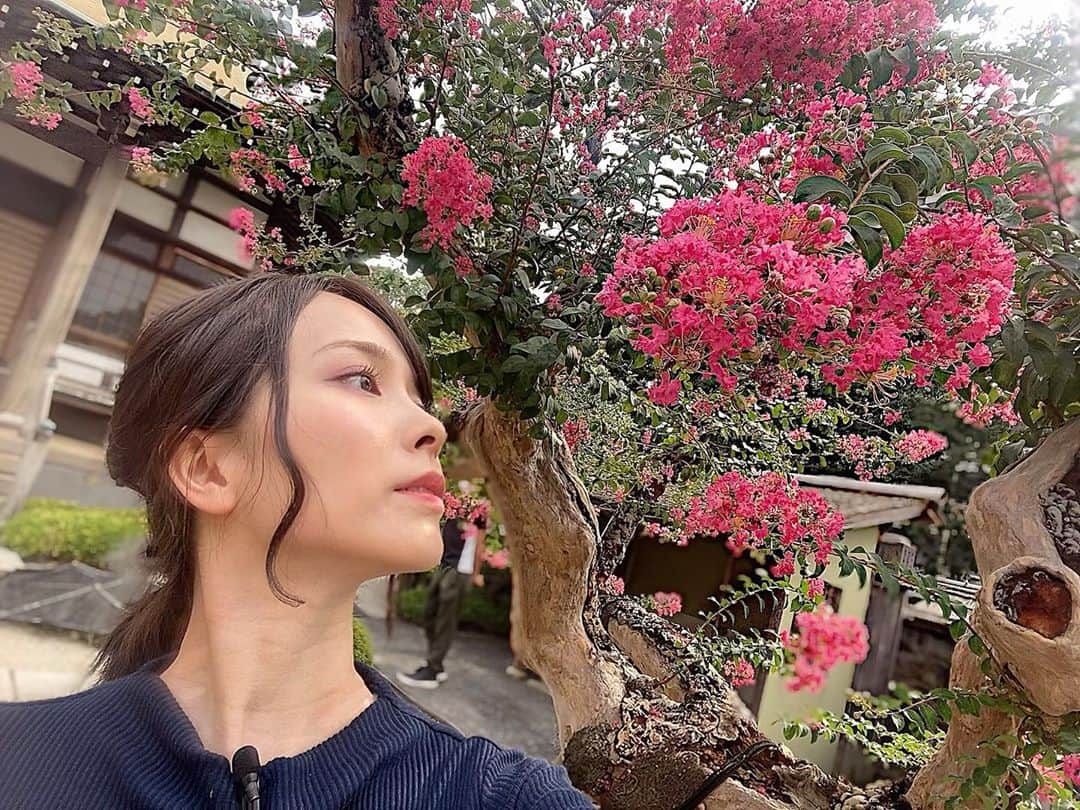 黒澤詩音のインスタグラム：「*  ロケ先で、とっても見事な百日紅が。  一番好きな花は、向日葵ですが  そのほかに好きなお花は、 桜、カスミソウ、勿忘草、すずらん、金木犀…と、小さく愛らしいお花が好きです！  これらの花の、楚々として、たおやかで、謙虚な感じがすきなので（そんな女性にわたしもなりたい）  百日紅の小さく愛らしい中に雄弁さを感じる姿はとっても好ましいものでした。  丁度、メイクもピンクだった〜！ 放送日はまたお知らせします。  #ロケ #アナウンサー #百日紅 #花 #サルスベリ #お花のある暮らし #花のある暮らし #flower」