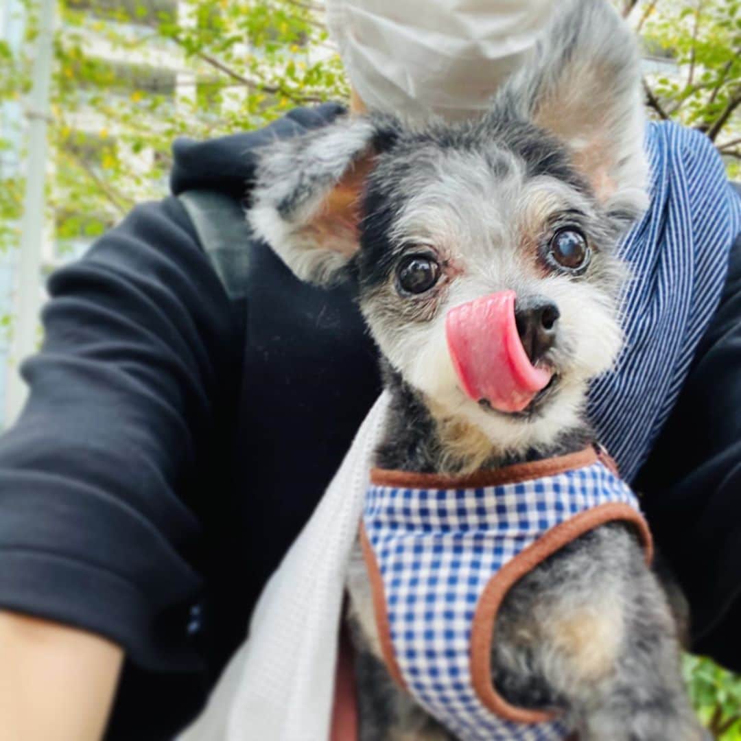 神室舞衣さんのインスタグラム写真 - (神室舞衣Instagram)「今週はトリミング週間。 昨日は花ちゃんday」9月14日 15時57分 - maikamuro.official