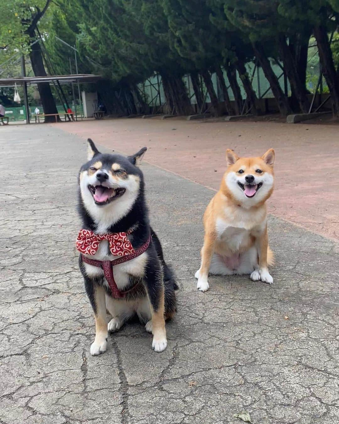 豆柴にこちゃんさんのインスタグラム写真 - (豆柴にこちゃんInstagram)「🐶 おはよー 駒沢公園ドッグランで出会った 黒柴のめいちゃん🥰 @meichan__0502  笑顔がかわいい女の子だったよ💕  ツーショット撮ろうとにこを近づけると ソーシャルディスタンスされちゃうけど なんとか一緒に撮れたよ😙  5-6枚目 洋犬に圧倒されるにこ  7枚目 にこがめいちゃんママを横取りするから、 めいちゃんが遠くから近づけないでいる😂 めいちゃん、ママをとってごめんねー🙇‍♀️  それにしても、 にこは全然ランせずいろんな 飼い主さんに媚を売るのみでした😆  ランにきたら俊足で爆走する タイプだったのに、 4歳になって落ち着いちゃったかなぁ  #柴犬#豆柴#pecoいぬ部#犬#shibastagram#petstagram#犬#犬のいる暮らし#shibainu#dog#mameshiba#pecotv#いぬのきもち部#しばいぬ#しばけん#こいぬ#シバイヌ#狗#ペット#子犬#puppy#pet#시바견#강아지#개#instacute#barked#9gag#9gagpets」9月14日 7時59分 - nikochan.mame48