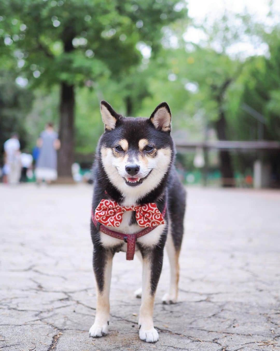 豆柴にこちゃんさんのインスタグラム写真 - (豆柴にこちゃんInstagram)「🐶 おはよー 駒沢公園ドッグランで出会った 黒柴のめいちゃん🥰 @meichan__0502  笑顔がかわいい女の子だったよ💕  ツーショット撮ろうとにこを近づけると ソーシャルディスタンスされちゃうけど なんとか一緒に撮れたよ😙  5-6枚目 洋犬に圧倒されるにこ  7枚目 にこがめいちゃんママを横取りするから、 めいちゃんが遠くから近づけないでいる😂 めいちゃん、ママをとってごめんねー🙇‍♀️  それにしても、 にこは全然ランせずいろんな 飼い主さんに媚を売るのみでした😆  ランにきたら俊足で爆走する タイプだったのに、 4歳になって落ち着いちゃったかなぁ  #柴犬#豆柴#pecoいぬ部#犬#shibastagram#petstagram#犬#犬のいる暮らし#shibainu#dog#mameshiba#pecotv#いぬのきもち部#しばいぬ#しばけん#こいぬ#シバイヌ#狗#ペット#子犬#puppy#pet#시바견#강아지#개#instacute#barked#9gag#9gagpets」9月14日 7時59分 - nikochan.mame48