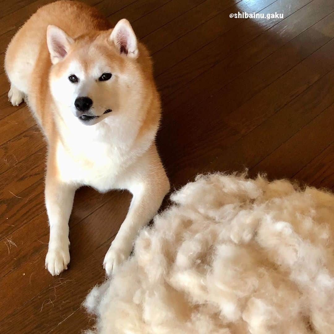 Kazumi-Gakumamaさんのインスタグラム写真 - (Kazumi-GakumamaInstagram)「柴犬は、ゴールデン・レトリーバー、シベリアン・ハスキーとともに抜け毛の多い犬ランキングのベスト3に入っています🐕 *  犬の被毛は犬種によって、シングルコートとダブルコートのタイプがあり、この3犬種はみんなダブルコートの犬種です。 *  柴犬は、換毛期のみ抜ける下毛とは違い、上毛は常に生え替わりをしているので基本的には1年中毛が抜けている状態が続いているとか➰😱 *  写真の抜け毛は、この夏岳の身体から抜け落ちた150gの体毛です🤣 *  換毛期はブラッシングだけでも朝晩☀️🌙 2匹のニャンコ、私のロングヘア、そして、常に生え替わりをしている岳の上毛のおかげで掃除機の出動は日に数回‼︎ *  その都度、ヘッドに絡まるゴミの掃除は出来ず、最後の掃除の時にまとめてやる事も😅 *  そんな悩みを解決してくれる方法があれば嬉しいなぁーー😆 *  ※応募用 🐾----*----*----*----🐾 Shiba Inu is one of the top 3 dogs with a lot of hair loss, along with Golden Retriever and Siberian Husky😂 This hair loss is 150g of hair that came out of Gaku's body this summer🐕 🐾----*----*----*----🐾 #柴犬 #岳 #柴犬岳 #柴犬ガク#gaku #shibainugaku #shiba #shibainu #shibastagram #いぬすたぐらむ #dogsofinstagram #catoftheday  #pecoいぬ部 #pecotv #ワンフルエンサー  #Hermoso #weeklyfluff #🐕📷 #dailyfluff #ペットの毛がらみ問題 #抜け毛 #ダブルコート #抜け毛の多い犬 #20200914」9月14日 8時04分 - shibainu.gaku