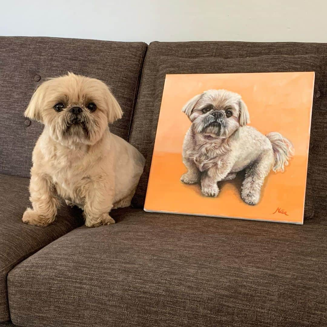 Dougie the Shih Tzuさんのインスタグラム写真 - (Dougie the Shih TzuInstagram)「We just received the most beautiful oil painting of Dougie from @petportraits_mica — can you even believe it?  We love it so much, and it captures him so well. Go to @petportraits_mica Instagram page to get more info on how you can get an oil portrait done of your favorite furry friend.  Thank you! 🧡🐶🧡」9月14日 8時21分 - dailydougie