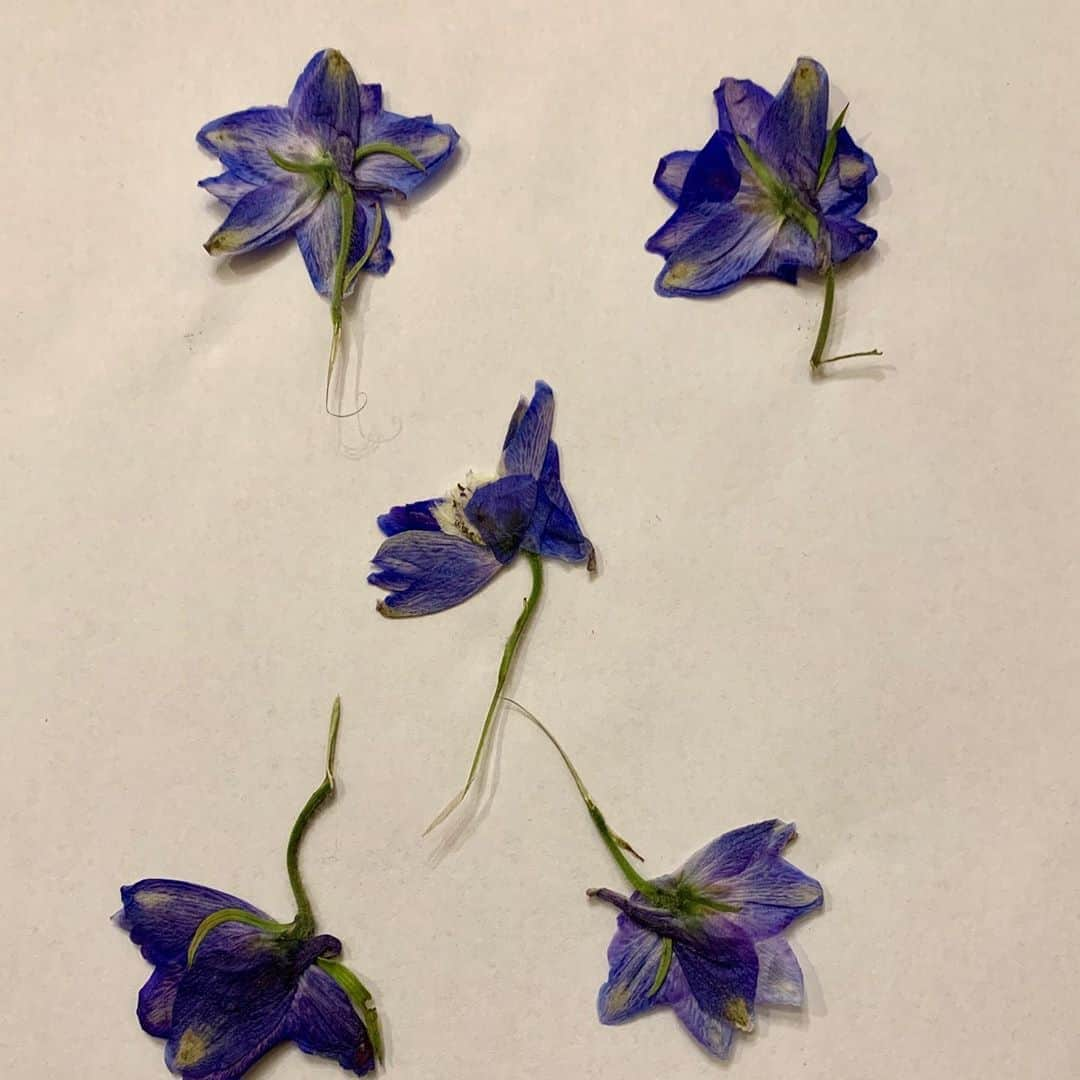 ロージー・オドネルさんのインスタグラム写真 - (ロージー・オドネルInstagram)「bought myself some flowers - then pressed them all - still gotta wait til they are dry #pressedflowers #pressedflowerart #ftd #voteblue2020 #artheals」9月14日 8時35分 - rosie