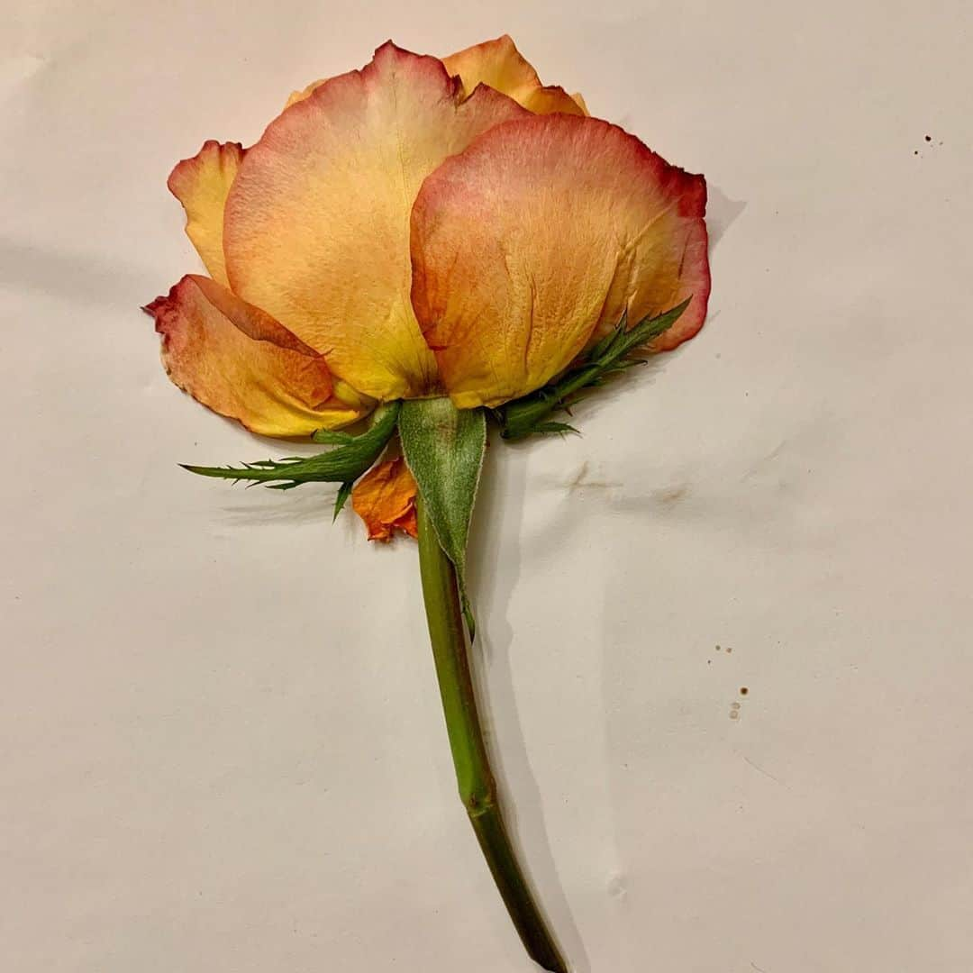 ロージー・オドネルさんのインスタグラム写真 - (ロージー・オドネルInstagram)「bought myself some flowers - then pressed them all - still gotta wait til they are dry #pressedflowers #pressedflowerart #ftd #voteblue2020 #artheals」9月14日 8時35分 - rosie