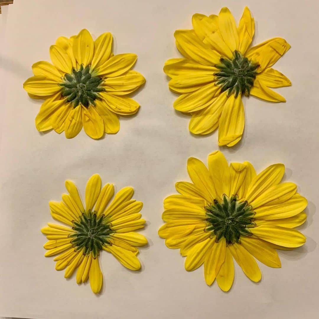 ロージー・オドネルさんのインスタグラム写真 - (ロージー・オドネルInstagram)「bought myself some flowers - then pressed them all - still gotta wait til they are dry #pressedflowers #pressedflowerart #ftd #voteblue2020 #artheals」9月14日 8時35分 - rosie