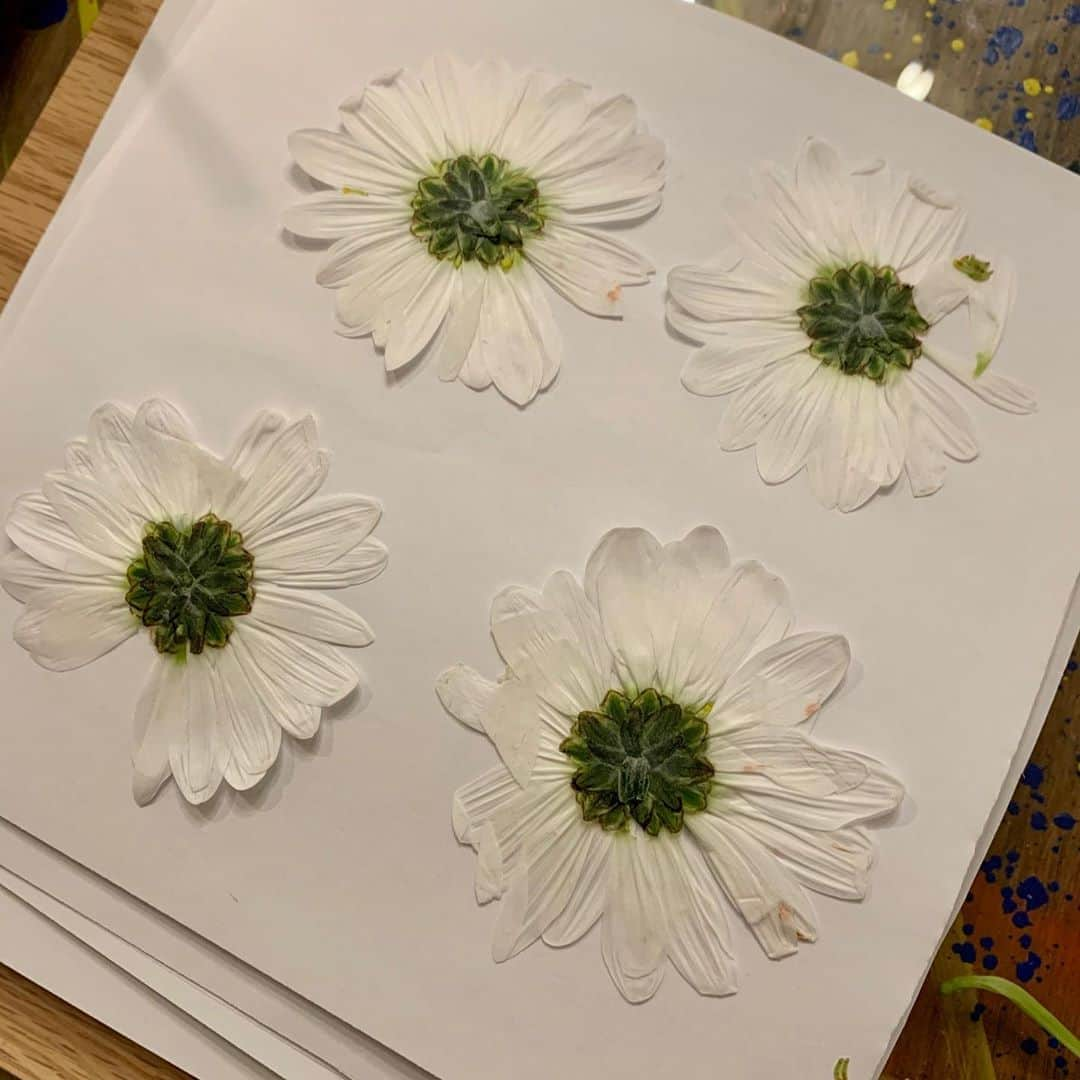 ロージー・オドネルさんのインスタグラム写真 - (ロージー・オドネルInstagram)「bought myself some flowers - then pressed them all - still gotta wait til they are dry #pressedflowers #pressedflowerart #ftd #voteblue2020 #artheals」9月14日 8時35分 - rosie