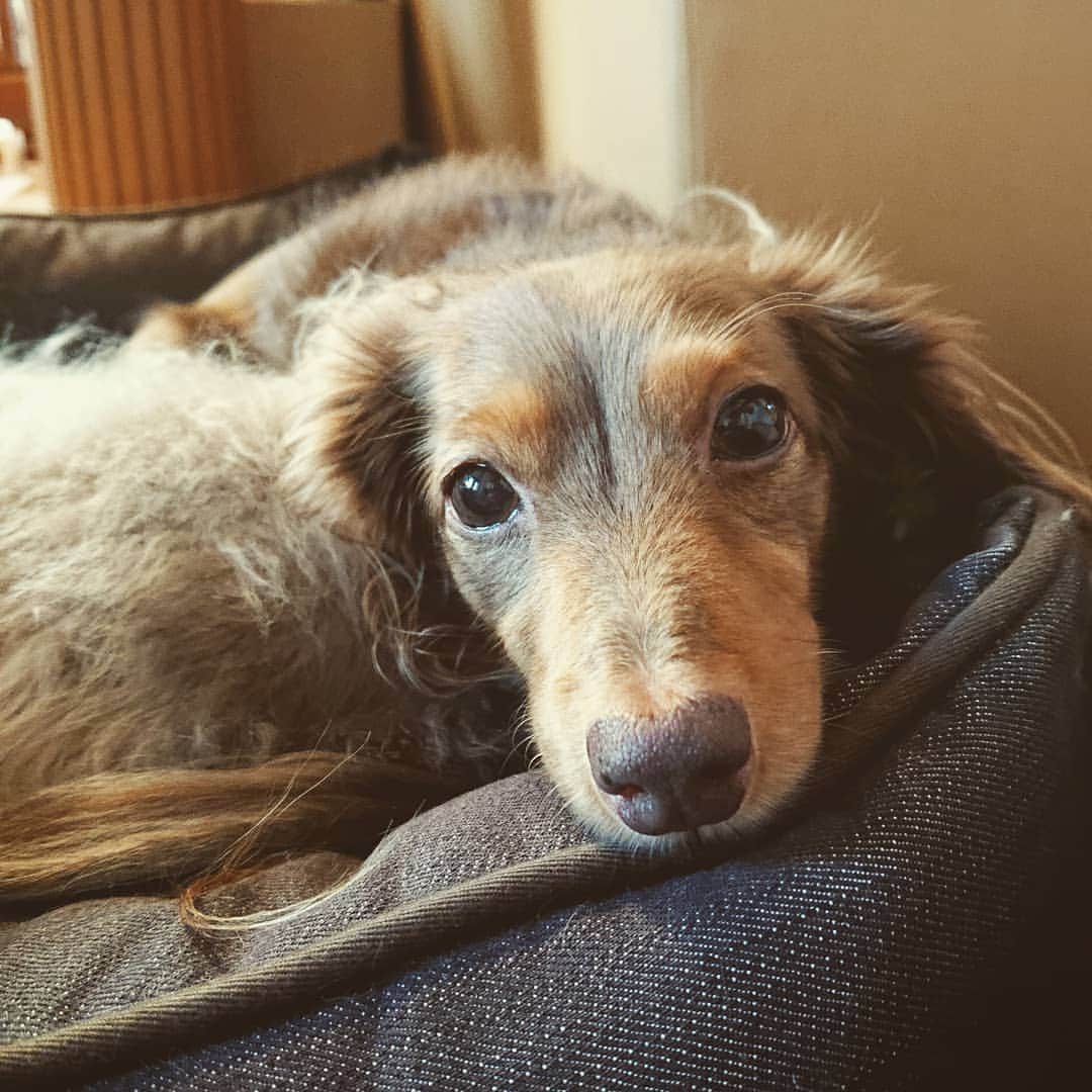くるみんのインスタグラム：「* 先日postしたこの写真を @doggymark_dachshund さんで紹介していただきました！  可愛いダックスさんがたくさんpostされてるので是非見てください😆  #カニンヘンダックスフント #カニンヘン #カニンヘンダックス #カニンヘンダックスフンドの日常 #カニンヘンの会 #カニンヘンダックスフンド #チョコタンダックスフント #チョコタンダックスフンド #チョコタンダックス #チョコタン #ダックスlove #ダックス多頭飼い #ダックスフント #ダックスフンドカニンヘン #ダックス部 #ダックス大好き #ダックスフンド #ダックス #いぬばか部 #いぬすたぐらむ #短足部 #dachshundgram #dachshund_feature #dachshund #dogstagram #instagramdog #instadachs #instadog #inustagram」