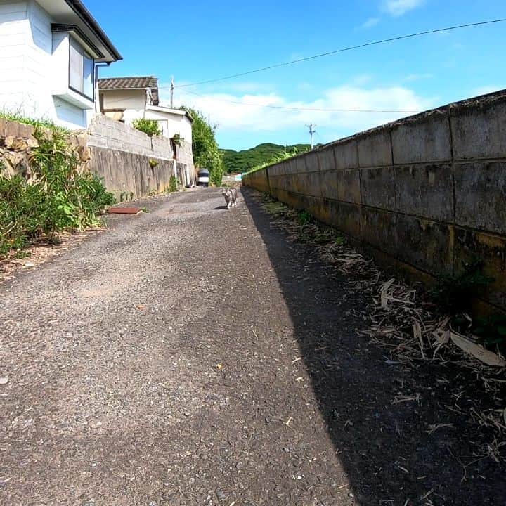 感動猫動画のインスタグラム