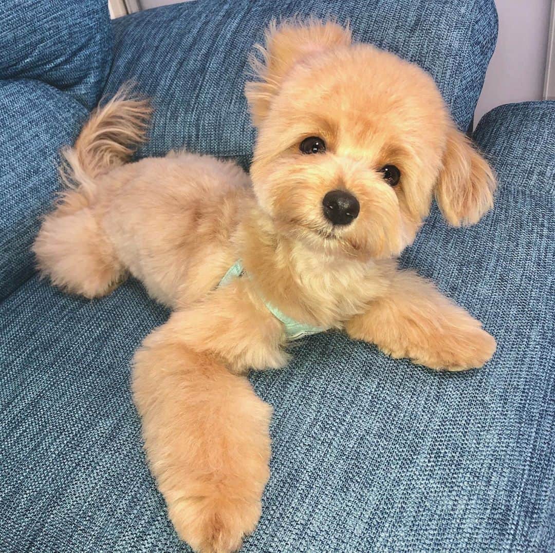 のインスタグラム：「べるたん先日2回目のトリミング☺️❣️ 前回のところは あまり上手とは言えなかったから 新しいところに💕 かわいいふわふわテディベアベッちゃんになりました🥺❤️❤️❤️❤️ #最近べっちゃん、べったんって呼んでいる💕 生後6ヶ月体重2.8㌕ になりました！✨ お出かけの時バッグに入れて べったんを運ぶのがそろそろ辛くなってきた🤣 ・ #ベルたんの成長記録 #ベルたん #ベルスタグラム #べるすたぐらむ #ベルたんとの生活 #トイプーとポメラニアンのmix #ハーフ犬 #ポメプー #ポメプー部 #テディベア犬 #いぬばか部 #いぬすたぐらむ #犬バカ部 #犬バカ部ふわもこ部 #ふわもこ部 #犬のいる暮らし #犬好きな人と繋がりたい #犬のいる生活 #愛犬 #愛犬との暮らし #うちの子一番 #わんこ部 #仔犬 #ilovedogs🐶❤️ #パピー期 #生後6 ヶ月 #トリミング #ポメプー会 #犬友募集」