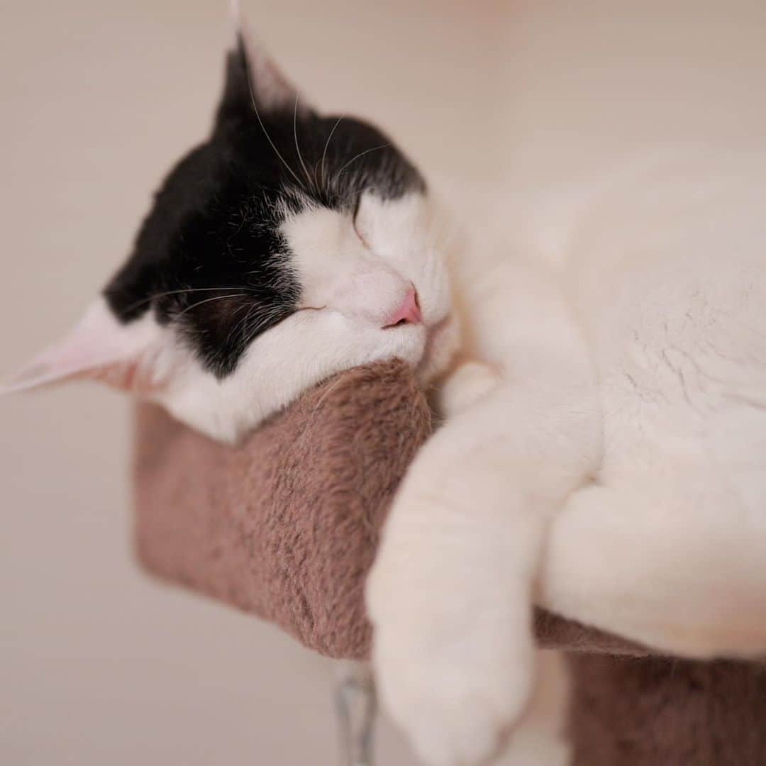 KAZUYAさんのインスタグラム写真 - (KAZUYAInstagram)「今日のにゃんこ18。 猫は一日中寝てますね。 #猫 #猫のいる暮らし #cat」9月14日 9時59分 - kazuya.hkd
