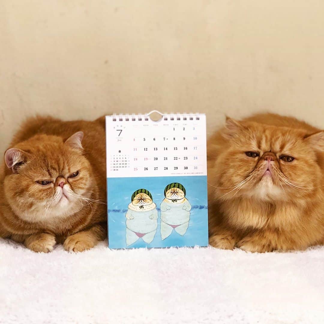 女将さんのインスタグラム写真 - (女将Instagram)「NOAH & Ulu ﻿ ﻿ 「世にも不思議な猫世界2021カレンダー」﻿ なんとノアウルがーーぁいるーーぅ😭﻿ ﻿ スイカ🍉パンツ最高ぉーー！﻿ ﻿ 来年のカレンダー迷ってる方は是非お手に取ってみてください！﻿ 使い終わったらポストカードになります♡﻿ ﻿ #世にも不思議な猫世界﻿ #2021カレンダー﻿ ﻿ #保存用と使う用ポチりました﻿ #そしたら👵🏻に一個ちょうだいと言われる﻿ #なんでやねん﻿ ﻿ #きな粉餅部屋」9月14日 10時33分 - kinako_mochicat