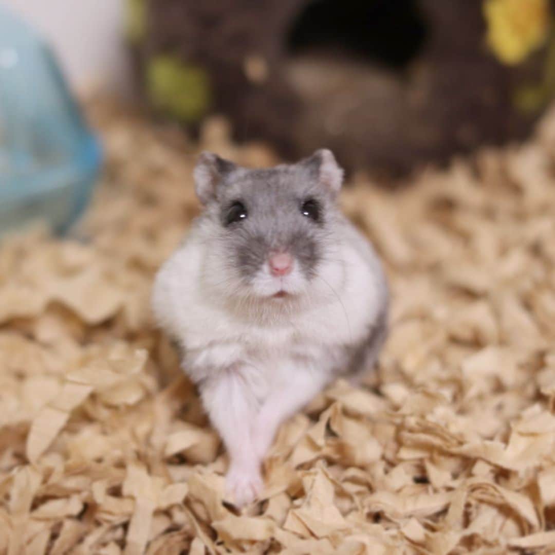 hamster_mocoのインスタグラム