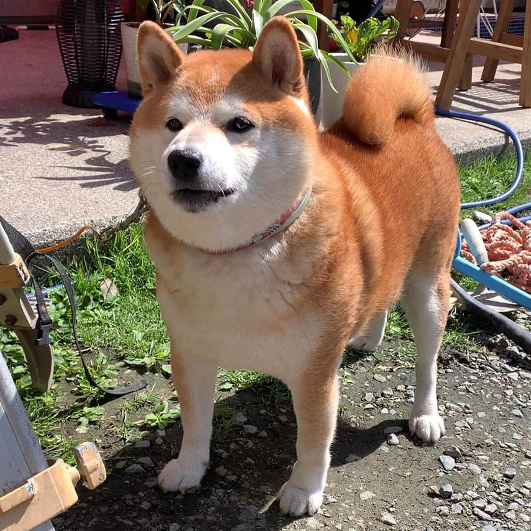 柴犬 たろのインスタグラム