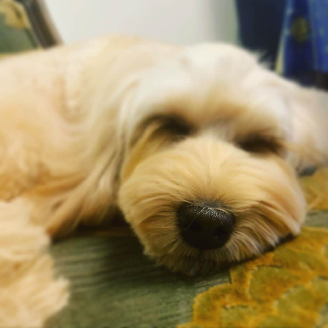 北山陽一のインスタグラム：「というわけでおはようございませんでした。#きたやまおかき」