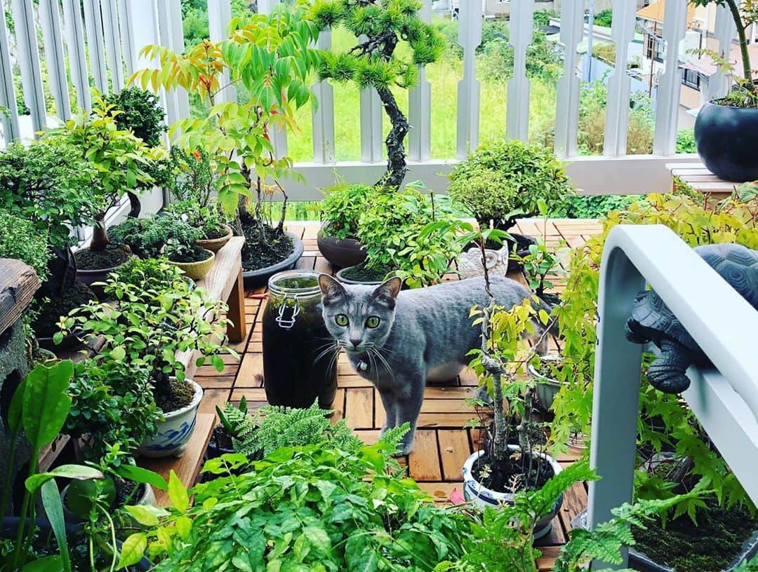 金成公信のインスタグラム：「猫in緑。#盆栽 #bonsai #bonsaijapan #japanesebonsai #wabisabi #bonsailovers #bonsailife #bonsaitree #bonsaiart #bonsaigram #bonsaiworld #plants #tree #greenlife #greenlifestyle #苔 #moss #睡蓮 #睡蓮鉢 #ビオトープ #biotope #メダカ #waterlilybowls #cat #灰トラ #猫 #ネコ」