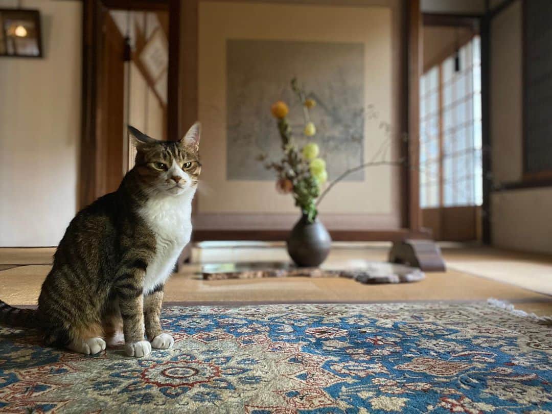 松田岳さんのインスタグラム写真 - (松田岳Instagram)「🐈  #ねこすたぐらむ  #ねこのいる生活  #ねこすき #🐈 #cat  #にゃんこ  #にゃんすたぐらむ」9月14日 13時30分 - matsuda.gaku