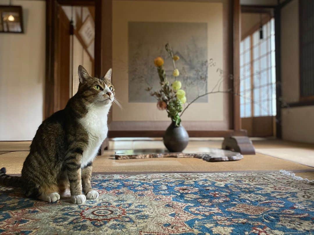 松田岳のインスタグラム：「🐈  #ねこすたぐらむ  #ねこのいる生活  #ねこすき #🐈 #cat  #にゃんこ  #にゃんすたぐらむ」