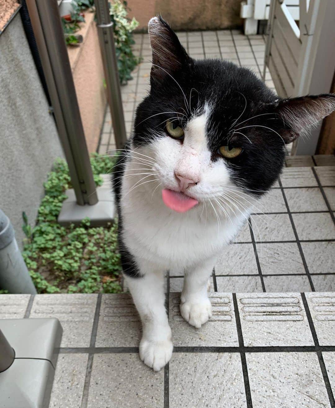 Kachimo Yoshimatsuさんのインスタグラム写真 - (Kachimo YoshimatsuInstagram)「おはようイカスミ！ Good Morning Ikasumi! いつもよりちょっと遅めに現れました。 #うちの猫ら #ikasumi #sotononekora #猫 #ねこ #cat #ネコ #catstagram #ネコ部 http://kachimo.exblog.jp」9月14日 14時34分 - kachimo