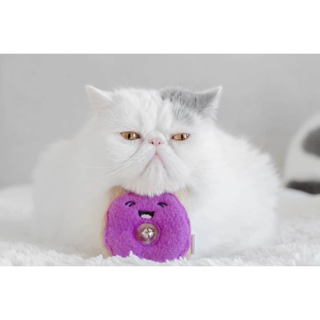 annie&pADdinGtoNさんのインスタグラム写真 - (annie&pADdinGtoNInstagram)「I donut like Mondays 😑 🍩 #grumpy #Harold #mondays #meh #donuts #catnip #cattoy #exoticshorthair #love #catlife #idpetcrew #idpetaustralia #kitty #grumpycat #pets #ilovemycat #crazycatlady #cutepetclub #catsofinstagram #cat」9月14日 14時59分 - anniepaddington