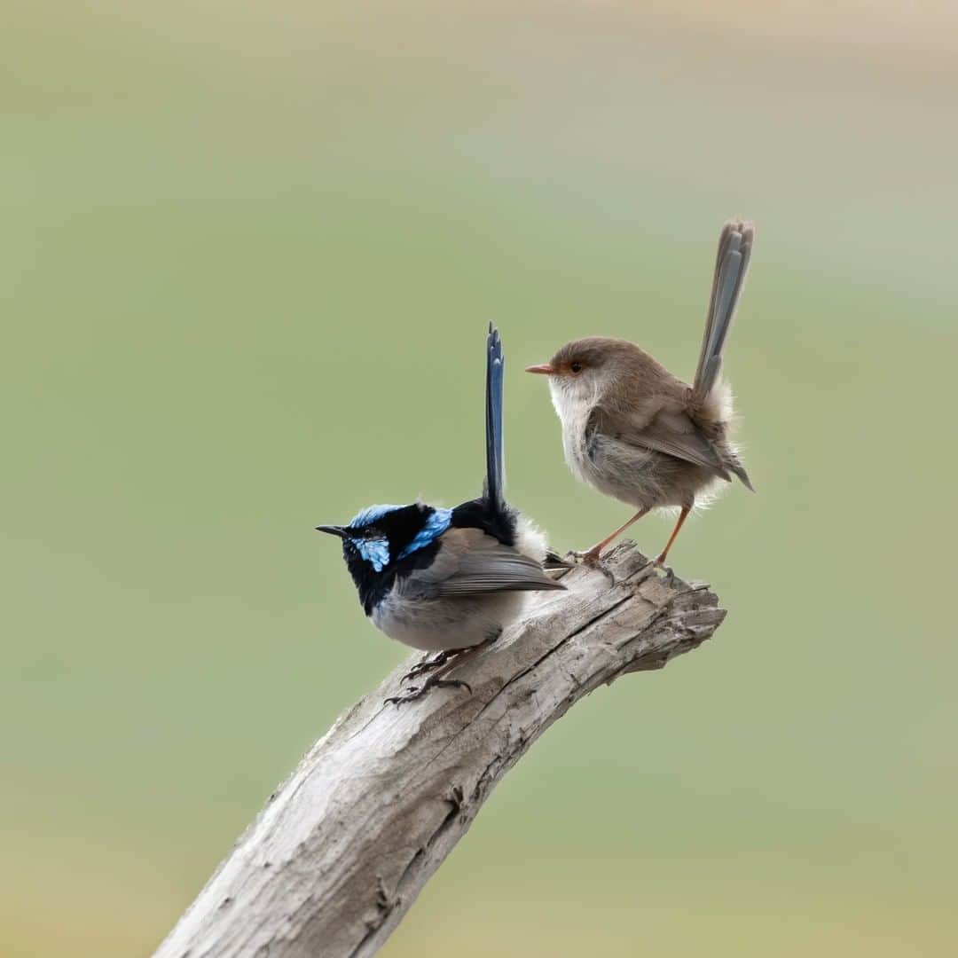 Nikon Australiaさんのインスタグラム写真 - (Nikon AustraliaInstagram)「I was out photographing birds, a routine walk on my weekends before the Lockdown! I saw this superb fairy wren couple jumping from branch to branch. I have captured them individually more than a dozen times but never together in a single frame! And this was the day.   I guess with experience in the wild you kind of develop a sixth sense to anticipate what is to follow. I knew I had a chance to take this shot, I visualized the best spot where I can get decent light and a clean background. I had my camouflage gear on and stood behind the tree to look as less human as possible.  I have loved AF-S NIKKOR 200-500mm f/5.6E ED VR for the VR capability of it. It's the best budget lens available and it beats others hands down any day." - @ravi_arora   Camera: Nikon D500  Lens: AF-S NIKKOR 200-500mm f/5.6E ED VR Settings: f/5.6  1/800s  ISO 2000  #Nikon #MyNikonLife #NikonAustralia #BirdPhotography」9月14日 15時00分 - nikonaustralia