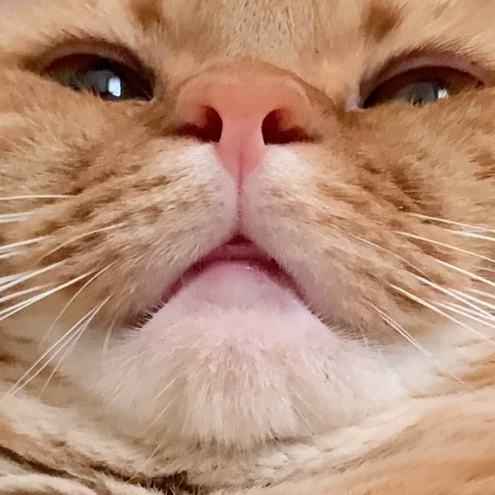 ありおときなこのインスタグラム：「鼻の穴の形、ありおとは違う🐽  #マンチカン#猫#レッドタビー#cat#munchkin#pecotv#ペコねこ部#みんねこ#instagramjapan」