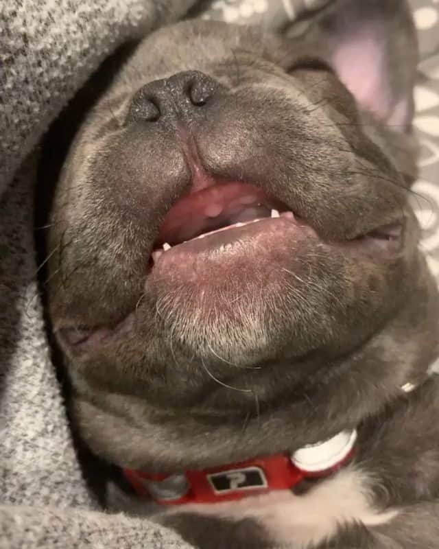 French Bulldogのインスタグラム