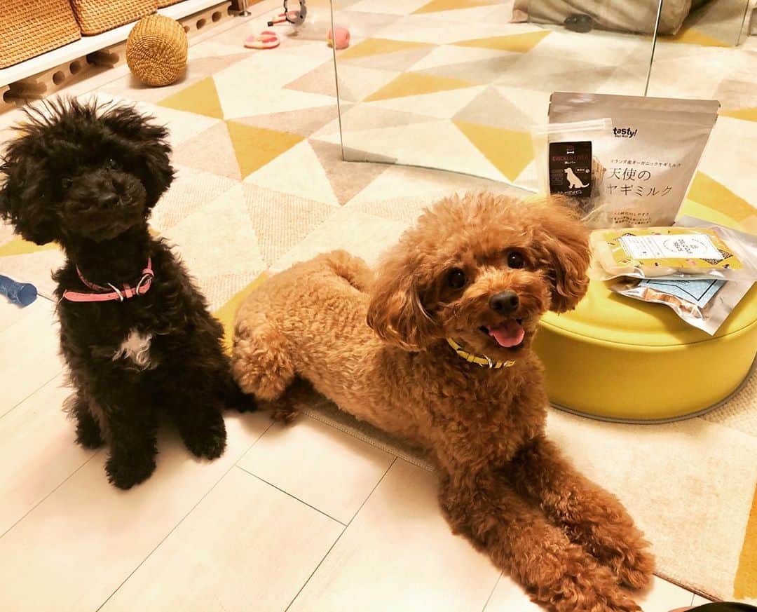 三浦祐太朗のインスタグラム：「イベンター会社の方からぬーいー達のおやつ頂きました🐕ギガ感謝。 #散乱する玩具 #片付かない家 #犬のいる暮らし #ベルワールド」