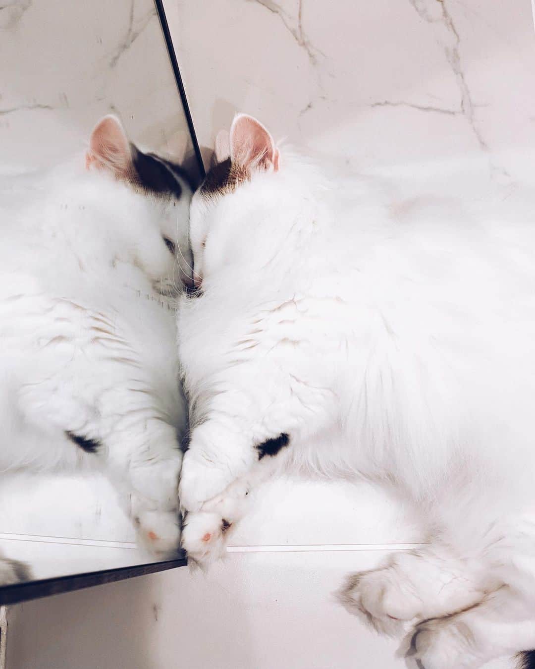のインスタグラム：「#goodnight 🌙 なぜ君は鏡に顔を押し付けている？ #猫のいる暮らし #猫好き」