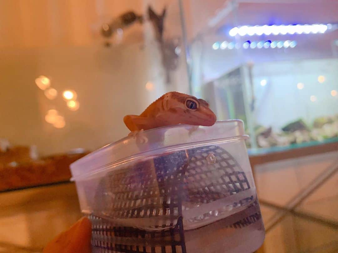高松雪乃さんのインスタグラム写真 - (高松雪乃Instagram)「餌もよく食べて、床替え中は大人しく待っててくれる、いい子です✴︎少しずつ成長中❣️  #爬虫類　#レオパ　#レオパードゲッコー　#ヒョウモントカゲモドキ　#leopardgecko」9月15日 1時13分 - yukinotakamatsu