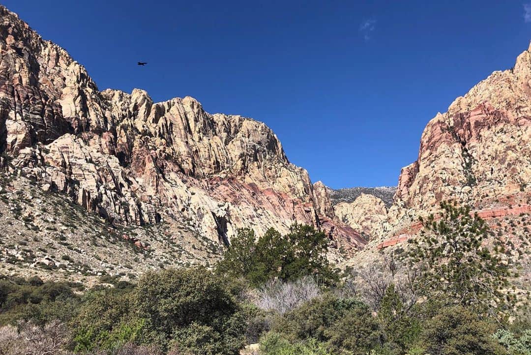 アメリカ大使館さんのインスタグラム写真 - (アメリカ大使館Instagram)「ラスベガスから🚘30分で行けちゃう大自然。『レッドロックキャニオン国立保護区(Red Rock Canyon National Conservation Area)』 その中にある、Frist Creek Canyon Trail (ファースト・クリーク・キャニオン・トレイル)は、🇺🇸の荒野が見れる場所としても、ハイキングを楽しむ場所としてもオススメです。 ラスベガスを訪れた際には、小旅行してみてはいかがですか🥾 . #usa #america #studyabroad #livinginamerica #redrockcanyon #greatnature #hiking #trails #nationalconservationarea #bluesky #アメリカ #アメリカ生活 #留学 #国立保護区 #青空 #荒野 #ハイキング #トレッキング #小旅行 #ラスベガス #絶景 #photooftheday #広い空 #wildwestern #firstcreekcanyon #motivationmonday」9月14日 17時12分 - usembassytokyo