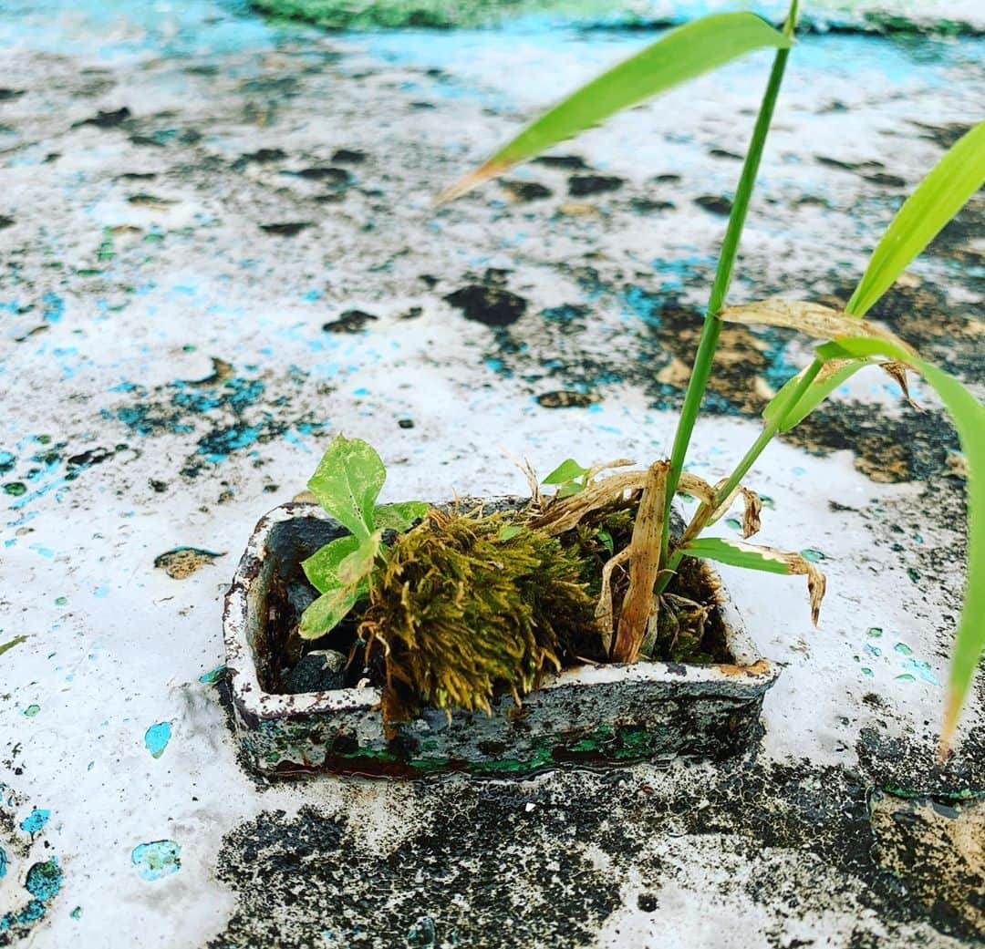 寿里さんのインスタグラム写真 - (寿里Instagram)「苔盆のようだったので撮影。 偶然のレイアウトが美しい。 #苔　#苔盆　#ふさふさ過ぎて苔か疑う」9月14日 17時31分 - jurigig