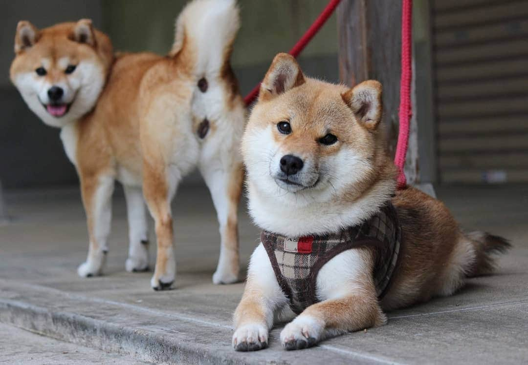 柴犬たま Shibainu Tamaのインスタグラム