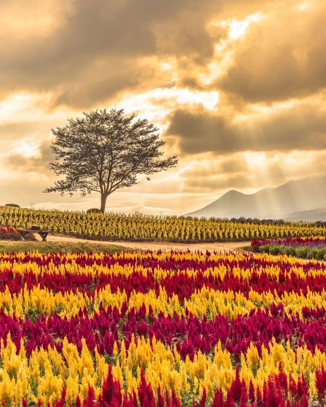 JALのグルメインスタ