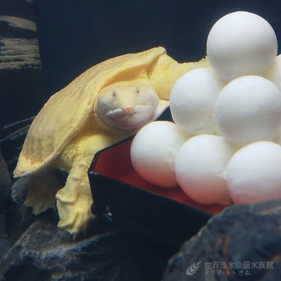 世界淡水魚園水族館 アクア・トト ぎふのインスタグラム：「団子の陰から満月がのぞいておりました。  テーマ水槽『月がスッポン!?　トトの水中お月見』開催中です。 #アクアトト #アクアトトぎふ #アクアトト岐阜 #水族館#aquarium#お月見#お月見団子」